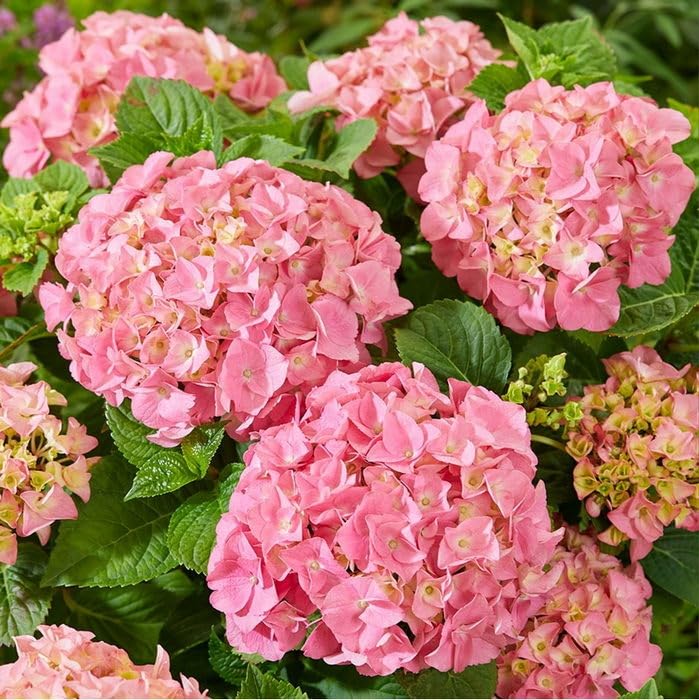 OhhSome Hydrangea/Hortensia Live Plant Hydrangea Macrophylla (Any
