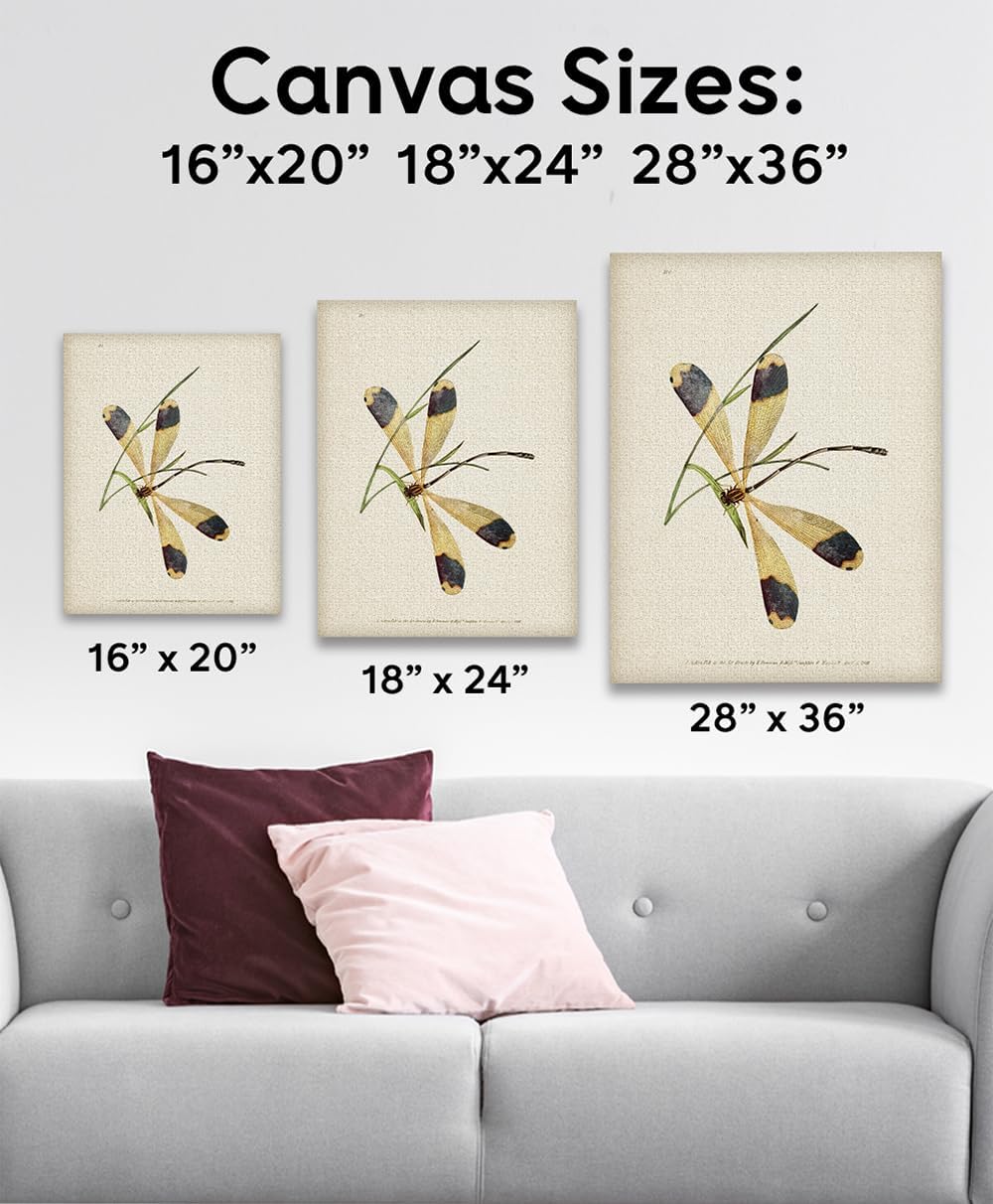1825 Dragonfly Illustration 16x20 Stretched Canvas Poster – Ready to Hang Vintage Entomology Insect Wall Art, Scientific Natural History Print for Study, Office, Library, Classroom, or Home Décor