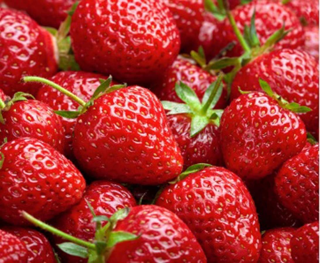 Oxiflora"Combo Rare Sweet Strawberry fruit"Grafted hybrid - 2 Healthy Live Super Yielding Early Fruting Rare Sweet Strawberry Fruit Plant in Nursery Grow Bag for Home Garden.. (B0C7P7XP31) Amazon Price History, Amazon Price Tracker