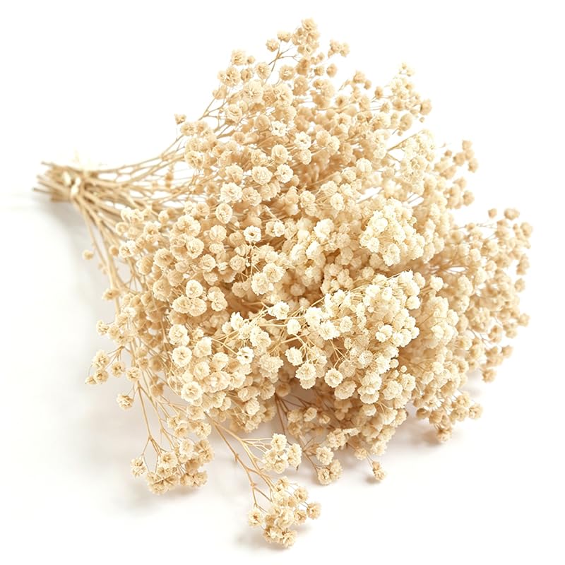 Dried Gypsophila Flowers, Pressed Baby's Breath for Resin Art and DIY Crafts, Wedding Card and Home Party Decor, Beige