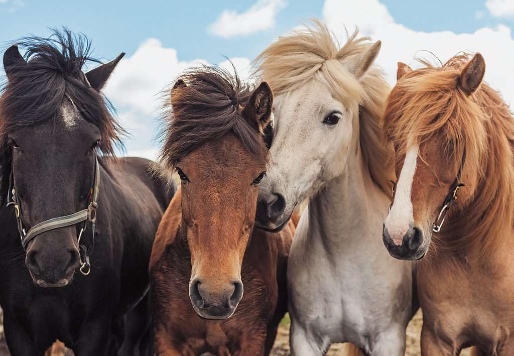 Ravensburger Children's Puzzle 05148 Horse Love Horse Puzzle for Children from 4 Years with 2 x 24 Pieces - Image 4