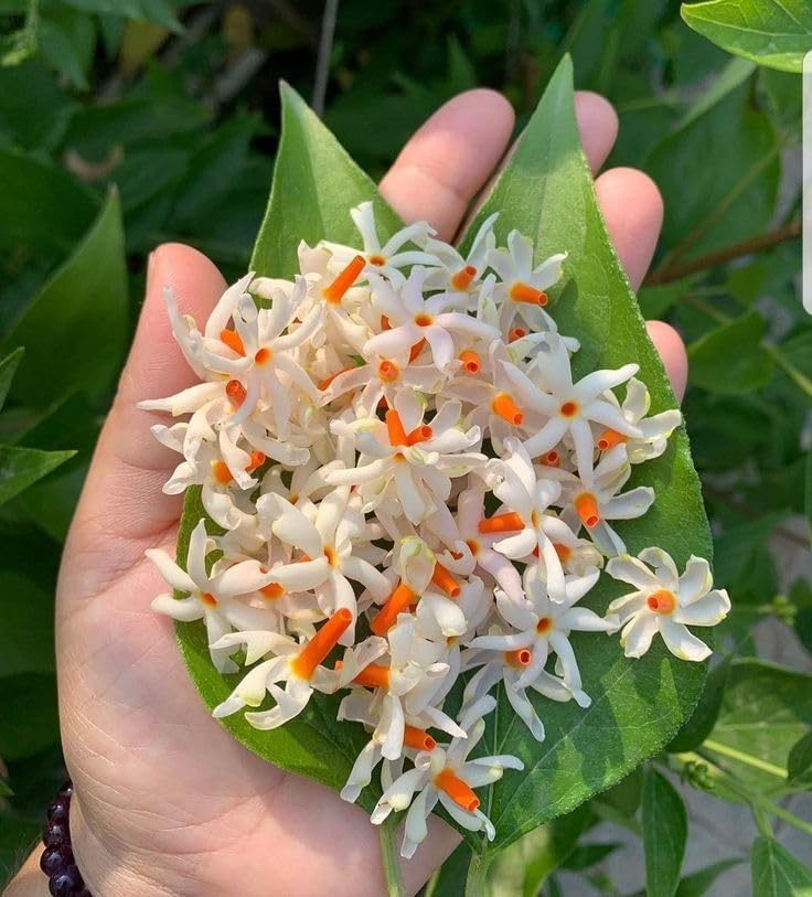 Image of Bigreen 12 Months Flowering Harsingar Live Plant | Baromasi Parijat Tree with Fragrant Night Blooms | Night Jasmine Queen Plant for Home Garden, Balcony & Outdoor Decor (Pack of 1)