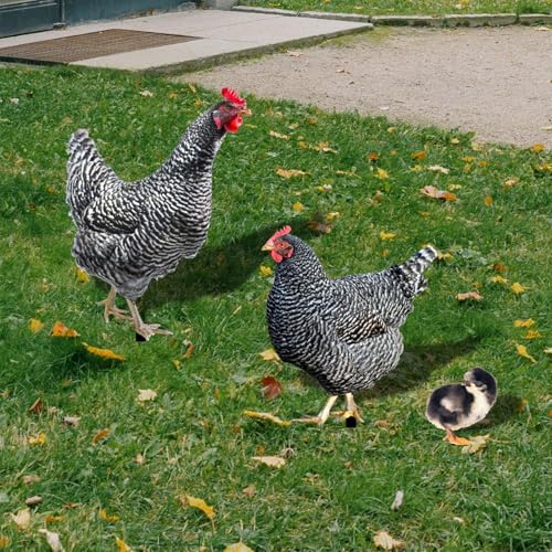 Générique Chicken Garden Stake – Chicken Stakes Set | Decorative Garden Stakes Chickens, 3 x wetterfeste Eisen-Hen Chicks Spikes für Landscape, Easter, Kitchen Lawn