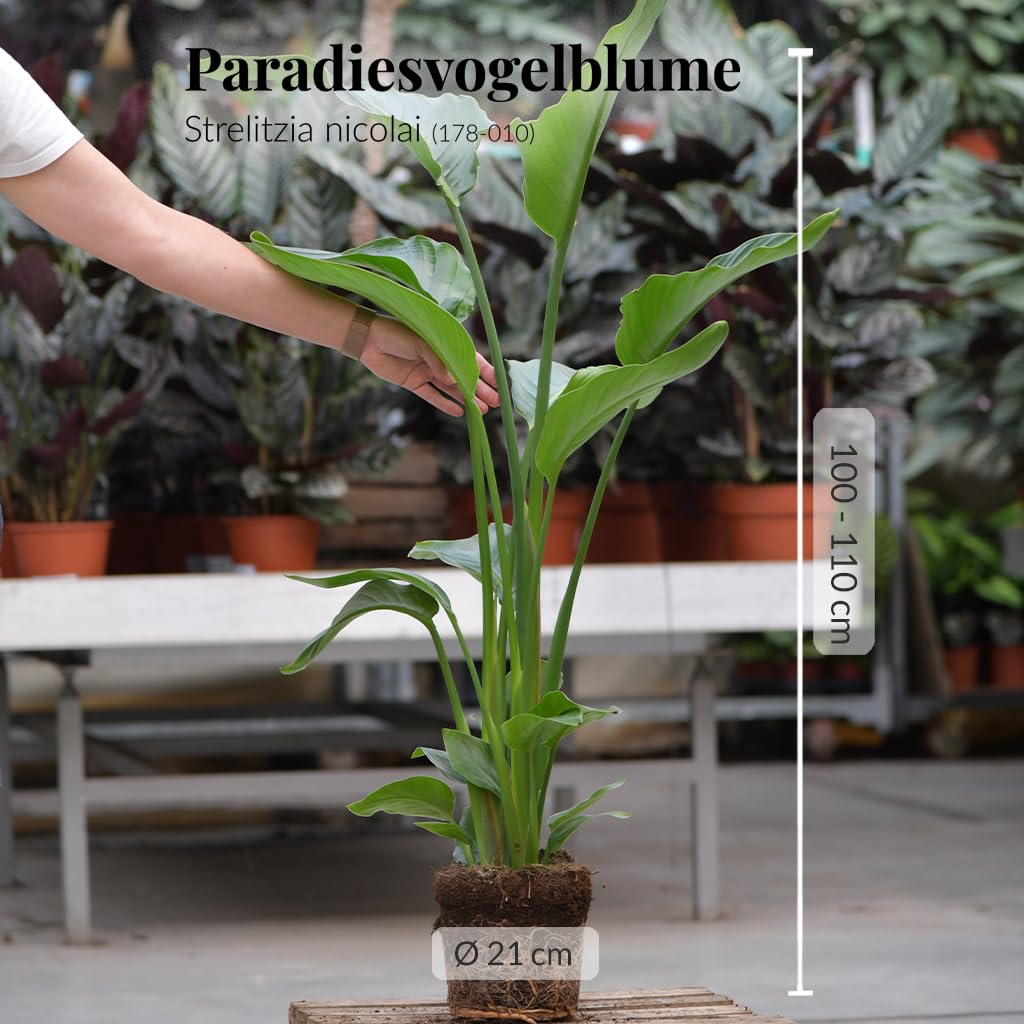 Strelitzie Strelitzia nicolai | XXL Zimmerpflanze 100–110 cm hoch | mit 2–3 Trieben im 21 cm-Topf | Pflegeleicht für Wohnzimmer, Büro oder Balkon | frisch aus der Gärtnerei | Green Me Up