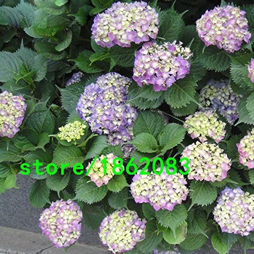 Hot Sale 13 Color Available Hydrangea Flower Seeds Purple
