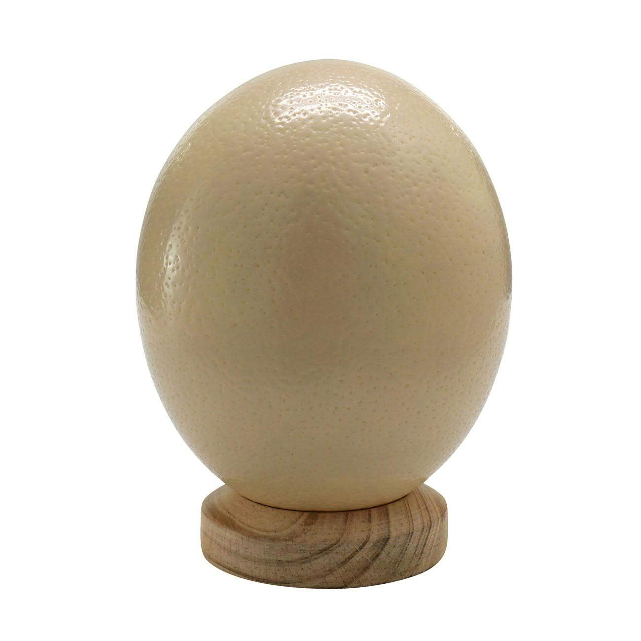 Huevo de avestruz natural de Sudáfrica – 1 pieza, vaciado y soplado, limpio (marfil blanco)