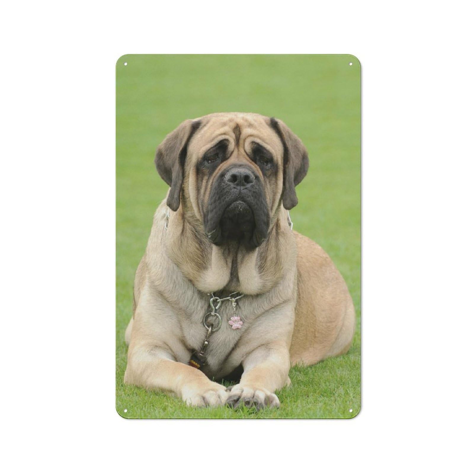 Junmoney Style English Mastiff Dog Breed Information Vintage Metal Sign 30X20cm For Lounge Or Reading Corner, For A Room Refresh Centred On Metal Wall Decor