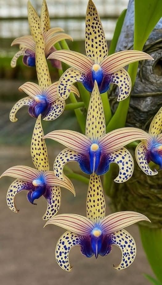 Rare Cymbidium Orchid Perennial Bulbs UK, Fragrant Flowers, Suitable for Garden Plants, Landscape Design, Indoor and Outdoor Potted Plants-3 Rhizome-C