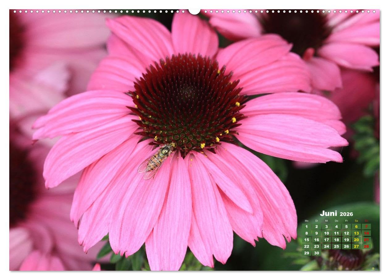 Sommerliche Blütenträume (hochwertiger Premium Wandkalender 2026 DIN A2 quer), Kunstdruck in Hochglanz: Ein ganzes Jahr voller floraler Poesie (CALVENDO Natur)