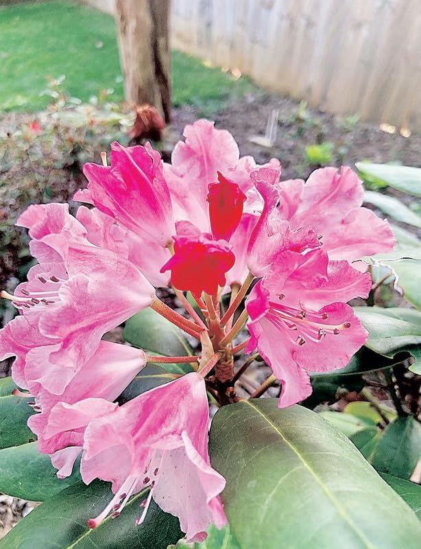 Miniatura 2 de Planta de azalea rosa viva, rododendro de 7 meses de edad, como rododendro de azalea, flores de árbol de rododendro, plantas vivas en maceta, pueden