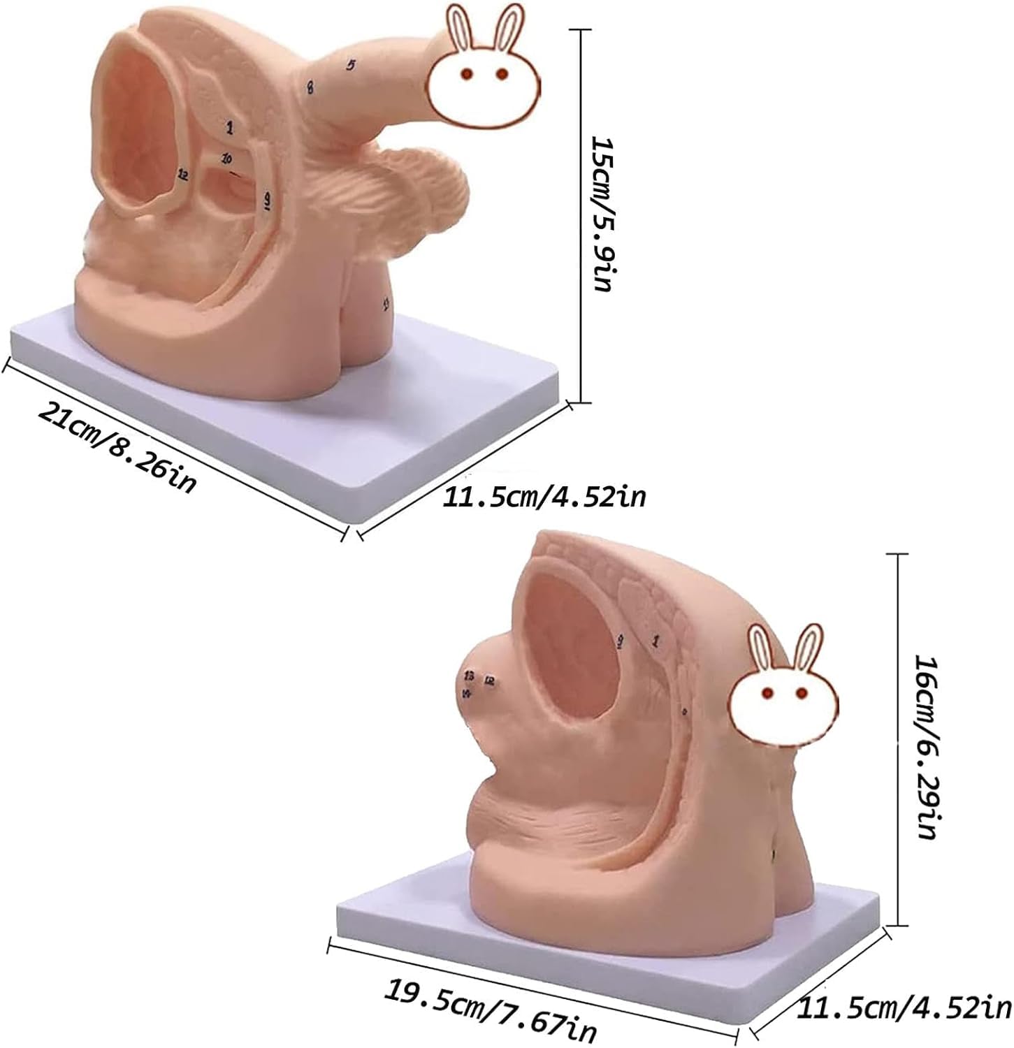 2 sztuk męski żeński cewnik anatomia zestaw nauczania, model cewnikowania moczu, forma cewnika moczowego do nauczania klinicznego i szkolenia praktycznego