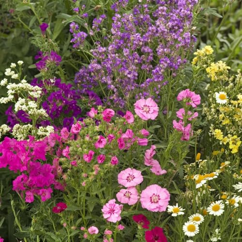 Image of Ferry-Morse Bumblebee Buffet Bulk Wildflower Seeds, 290,000+, 1 lb