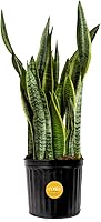 Costa Farms Snake Plant 2-3 Ft Tall | Low-Maintenance Air Purifying Indoor Succulent in Plastic Pot - Home Office Decor Gift