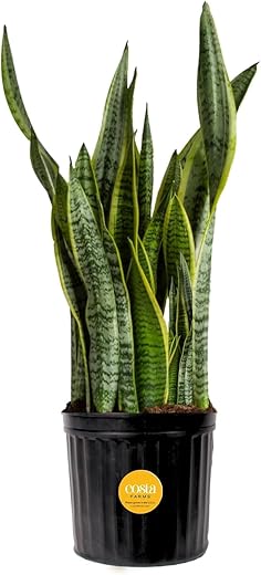 8 Low-Light Office Plants We Recommend — Why They Matter