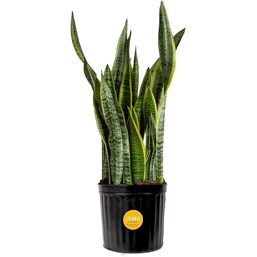 Snake Plant — Architectural Low-Light Accent
