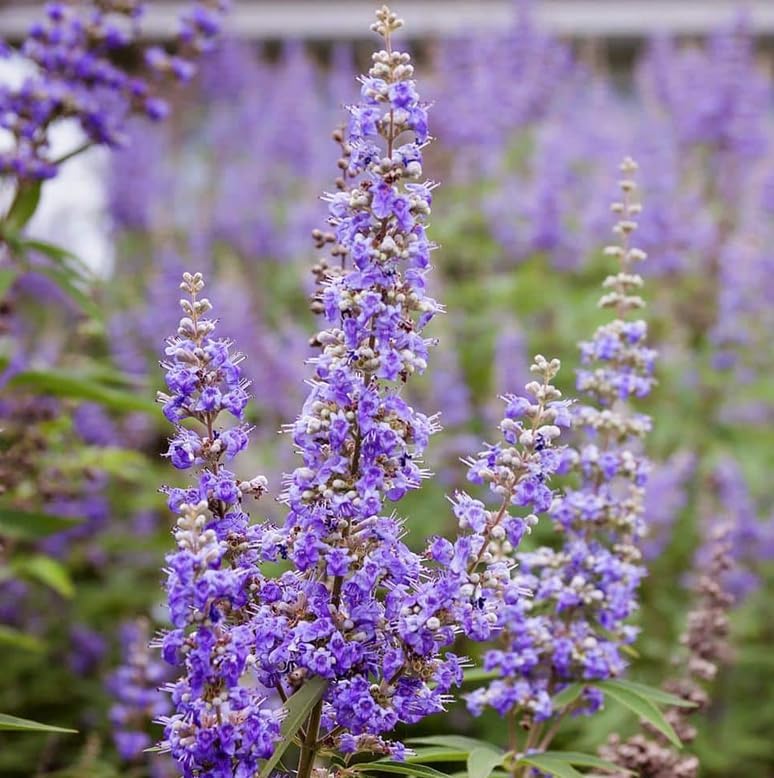 Vitex Chaste Tree (Chasteberry Shrub) - Planta viva de 6 a 12 pulgadas de alto - Maceta de cuarto de galón - Plántula de arbusto de bayas Chastetree