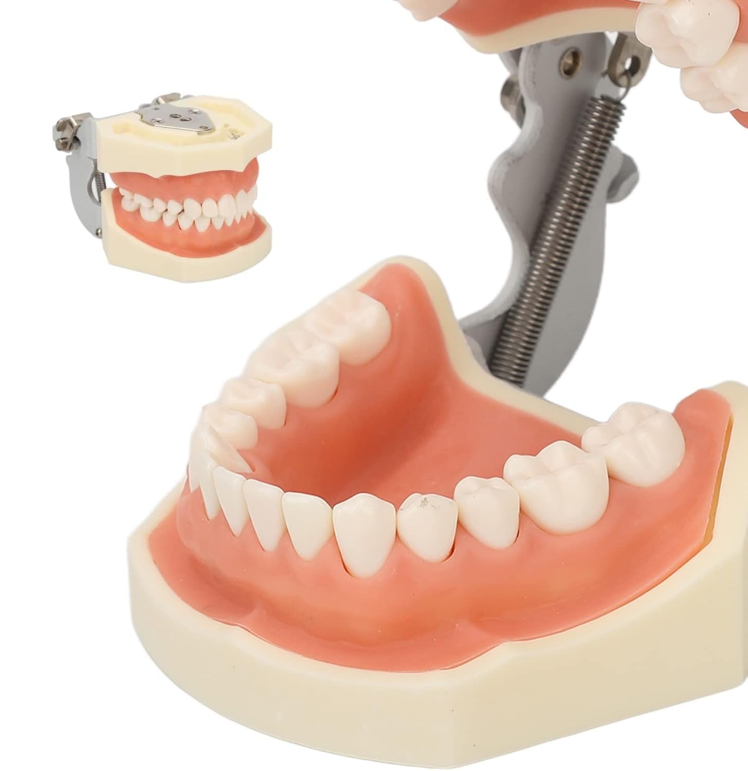 UIGJIOG Dental Model of Maxillary Cyst Resin 28 Teeth Soft Gums Screw Fixation Jaw Frame FE Teaching Model of Soft Rubber Cyst Teeth for Practicing Incision Abscess