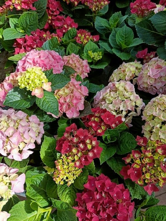 Image of Pink Hydrangea Live Flower Plant with Pot | Decorative Outdoor Flowering Shrub for Home Garden, Balcony & Terrace Gardening