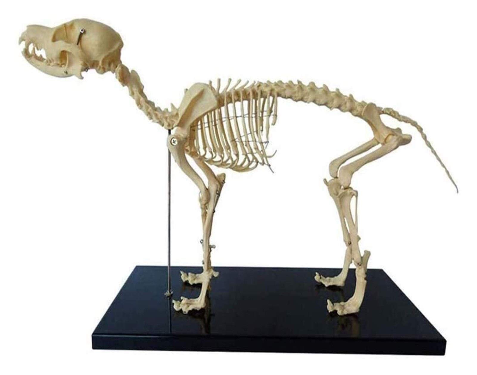 Buy Skeleton Anatomical Model Teaching Educational Model Dog Skeleton