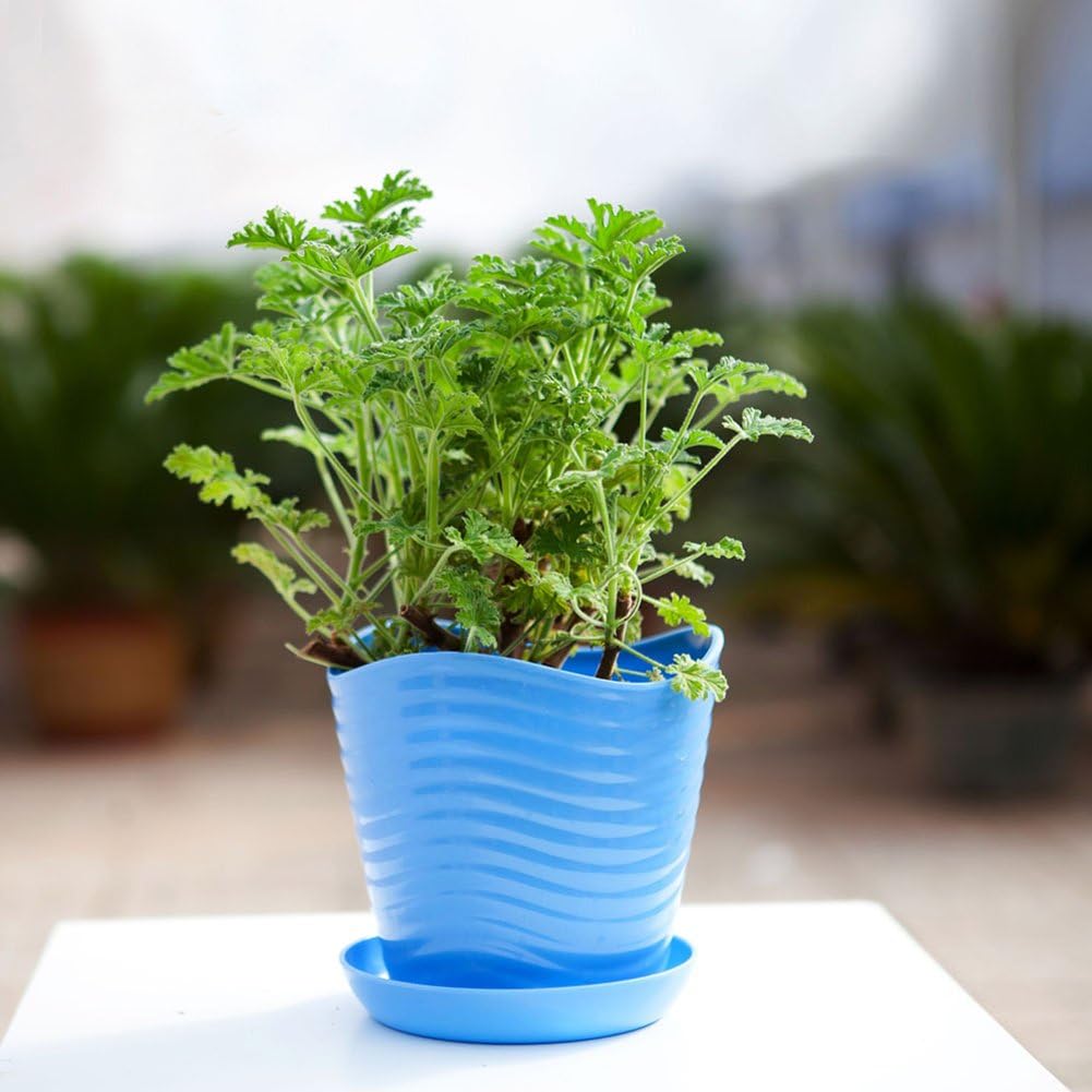 100Pcs Citronella Plant Seeds, Mozzie Buster Mosquito Repellent Garden Decor