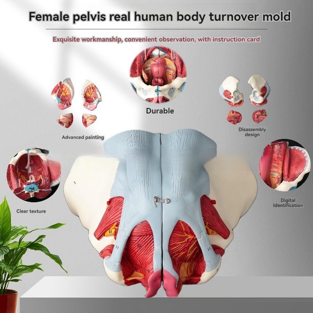 Kobiecy Model Anatomii Miednicy, Żeńskie Dno PVC Miednicy, Model Neuronowy, Materiały Laboratoryjne, Miednica Macicy