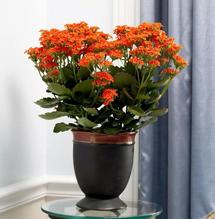 Image of Live Kalanchoe Plant with Pot | Flowering Succulent Plant for Home Garden | Low Maintenance Indoor & Outdoor Decorative Plant | Blooming Potted Plant for Balcony, Terrace & Office Decor