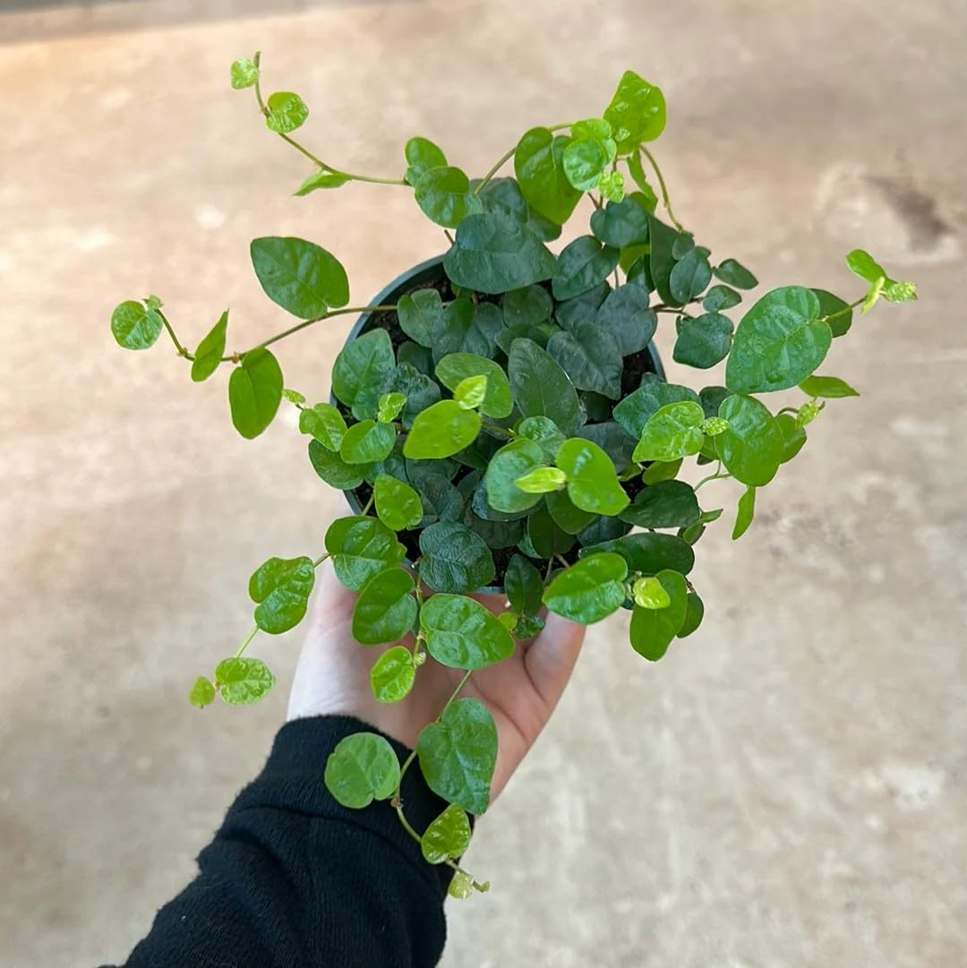 Chipkali Bel Creeping Fig | Fast Growing Evergreen Outdoor Plant | Ficus pumila Live Vine Pack of 1-image-23