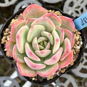 多肉植物 約10cm Amazon.co.jp: 2個多肉植物鉢 楕円形サボテン鉢 多肉植物鉢