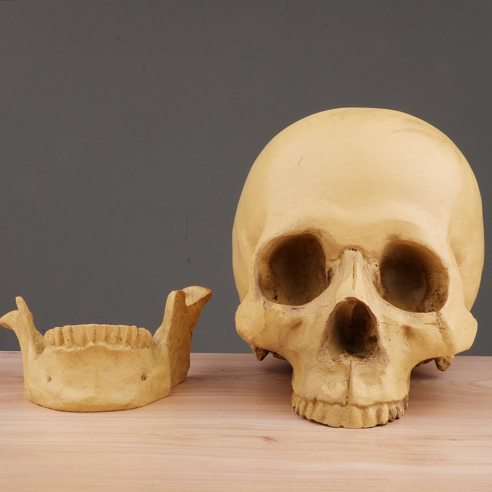 Replica realistica del teschio umano a grandezza naturale, 16,5 cm