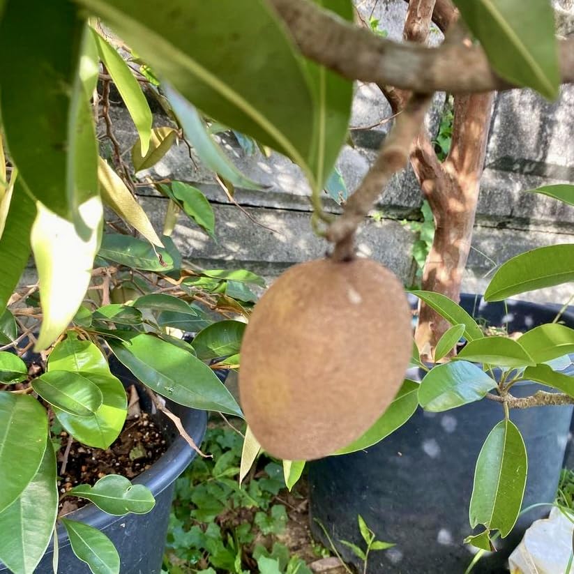 700〓超希少Salacia laevigata 熱帯果樹 実生 699〓超希少Salacia laevigata 熱帯果樹 - メルカリ