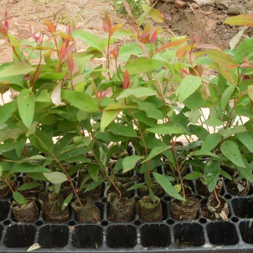 Eucalyptus Arbre Graines, 30 Graines Bonsaï Plante Aromathérapie Décoration Maison