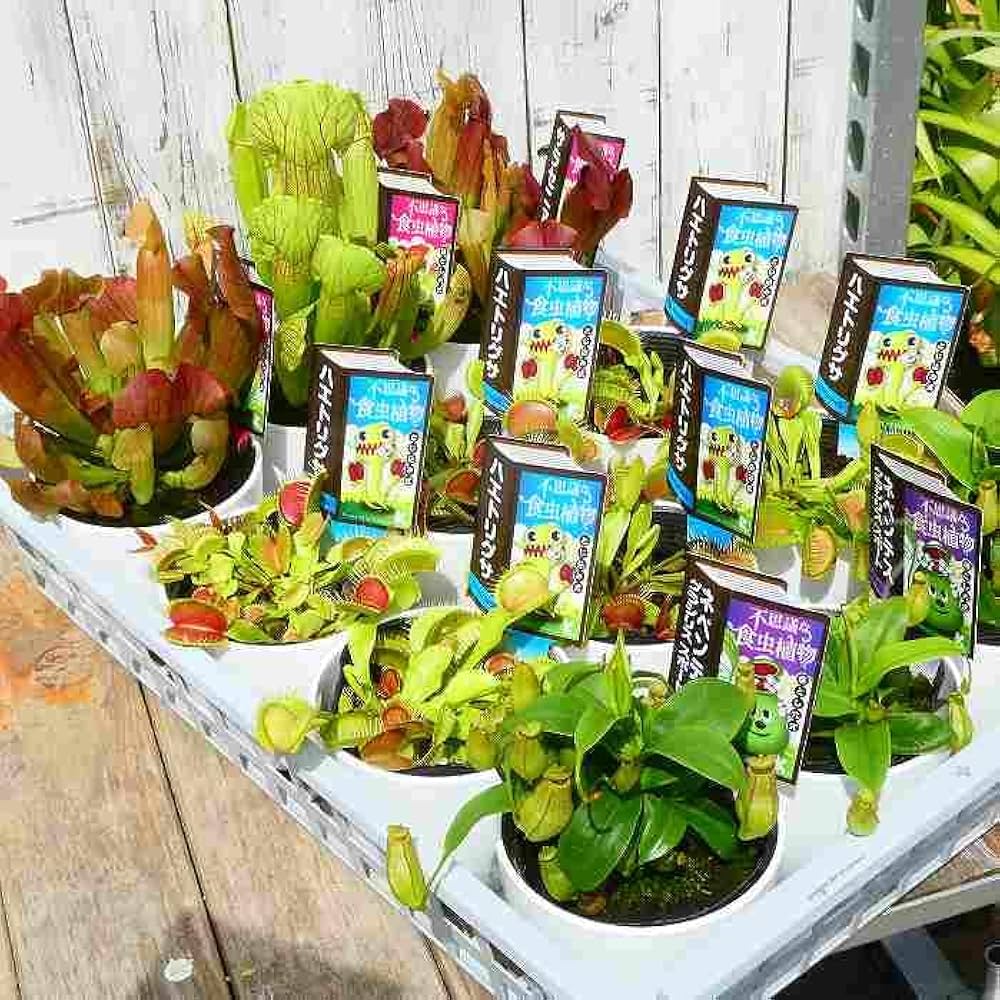 Amazon.co.jp: 食虫植物 サラセニア 4号鉢 観葉植物 240810