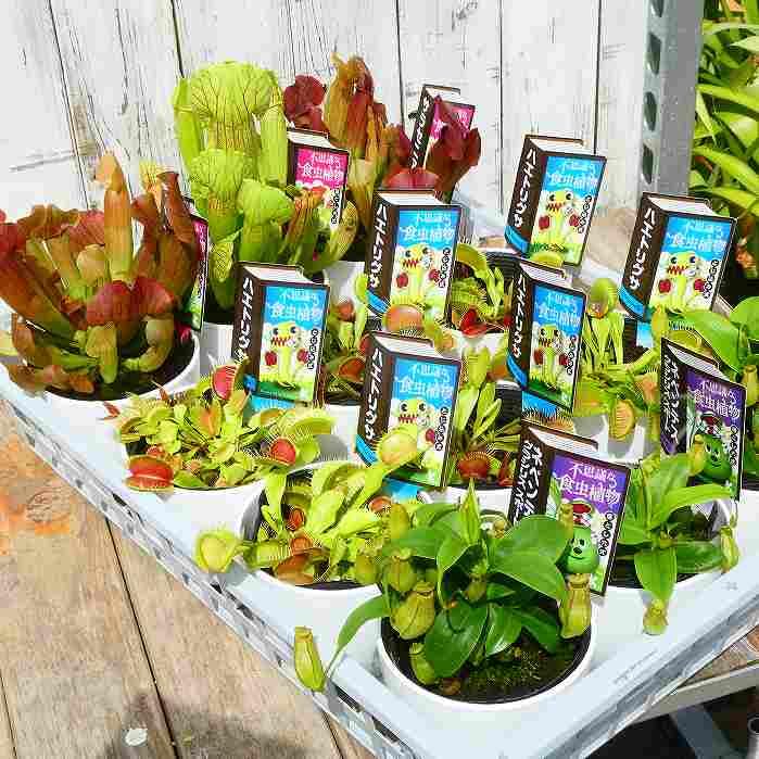 Amazon.co.jp: 食虫植物 サラセニア 4号鉢 観葉植物 240810