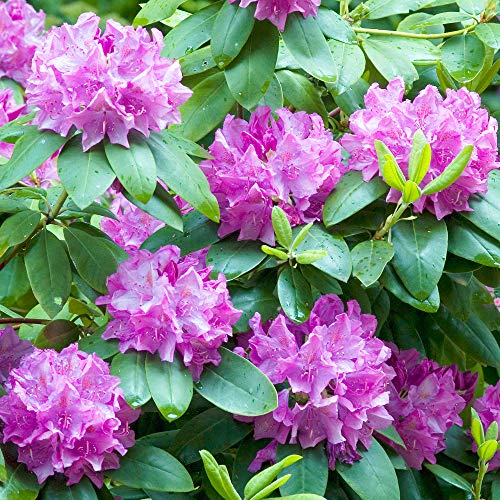 Rhododendron Roseum Elegans Evergreen Bushy Pink Flowering Garden Shrub in Pot (9cm Pot, 20-30cm)