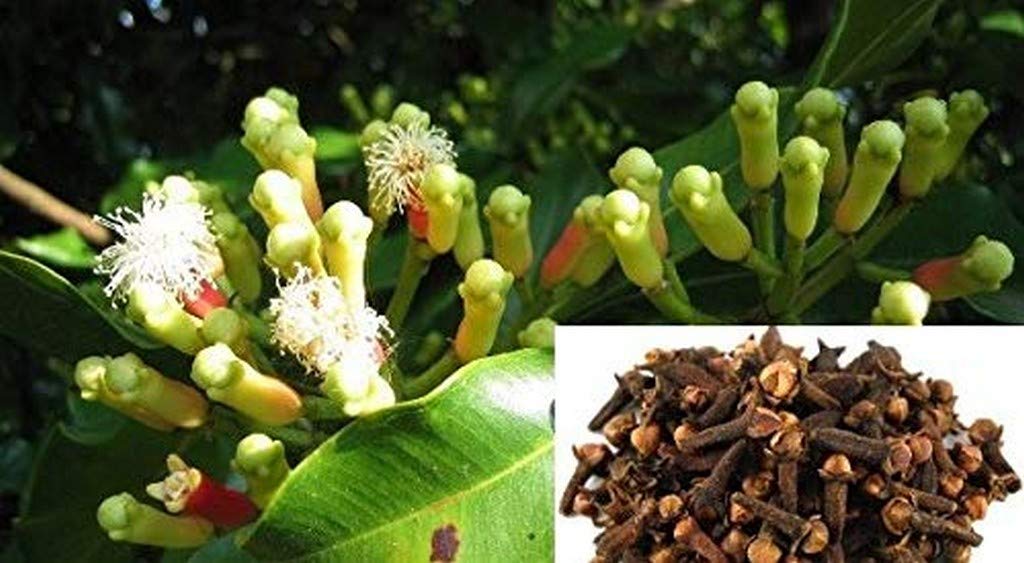 OhhSome Clove Healthy Rare Live Plant Syzygium Aromaticum Seedling Garden Plant (1 Healthy Live Plant) (B09N921HQ3) Amazon Price History, Amazon Price Tracker
