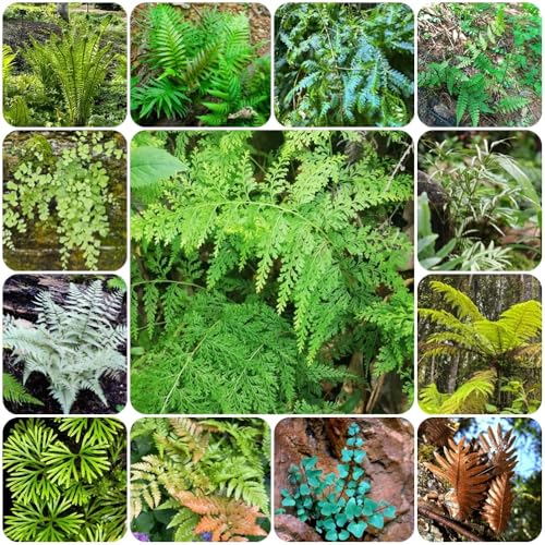 Semi di felce, semi di serre da balcone decorazione del soggiorno da esterno giardino 60pcs