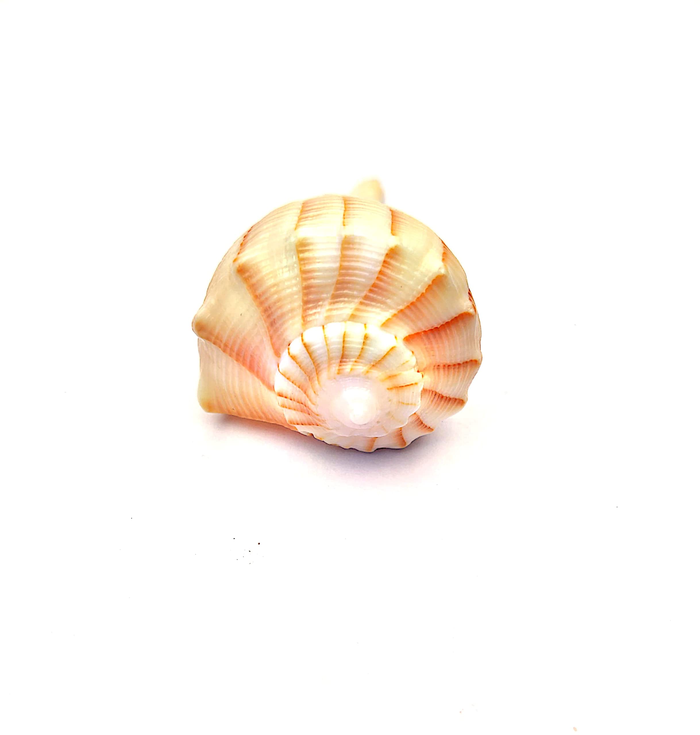 M Francisco Dakshinavarti Shankh Right Hand Conch Shell for Puja Items Pooja Thali Diwali Home Decor Gift (Small Size 1.5 Inch, Brown) A++