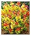 BALDUR Garten Traubenheide Curly Gold®, 1 Pflanze, attraktive Blattfärbung, winterhart, pflegeleicht, blühend, Leucothoe axillaris, außergewöhnliches Farbspiel