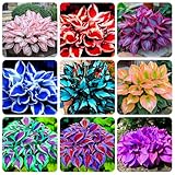 250+ USA Premium Seeds Rare Perennial Hosta Flower Seed for Planting Outdoors Garden Home Beauties