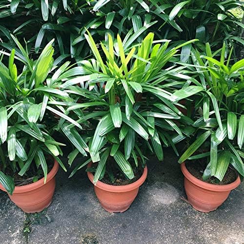 Miniatura 4 de Lady Palm - Planta viva en una maceta de cultivo de 8 pulgadas - Rhapis Excelsa - Hermosa planta de interior de aire limpio para interiores y