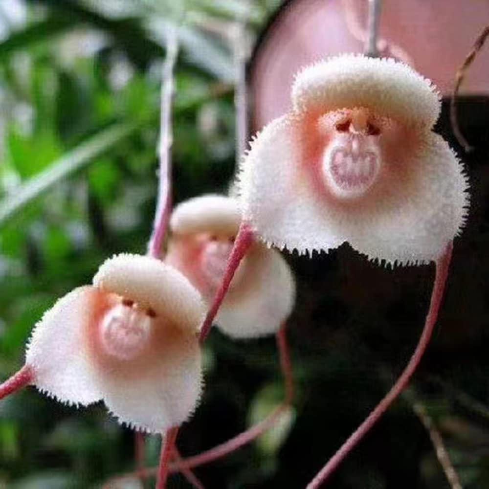 FLOWERS 関連書籍まとめ売り FLOWERS 関連書籍まとめ売り Z/X 5 (ジャンプコミックス) | 土屋 彼某