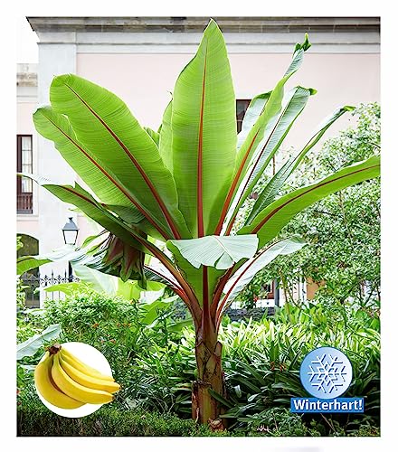 Bananenpflanze Baldur Garten winterharte Bananenpflanze ‚rot‘