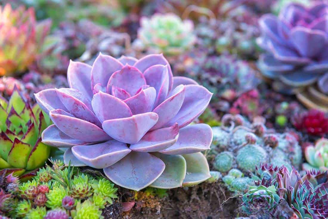 Agro Acres 35 Pcs Air Purifier Mix Succulent Seeds- 35 Seeds Trial Pack - Grow Indoor/Outdoor - All India-image-14