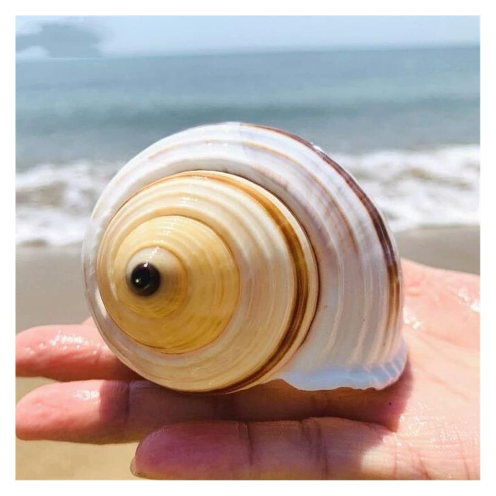 Natural Tutufa Rubeta Conch Shell Coral Sea Snail Fish Tank Decor Ornament