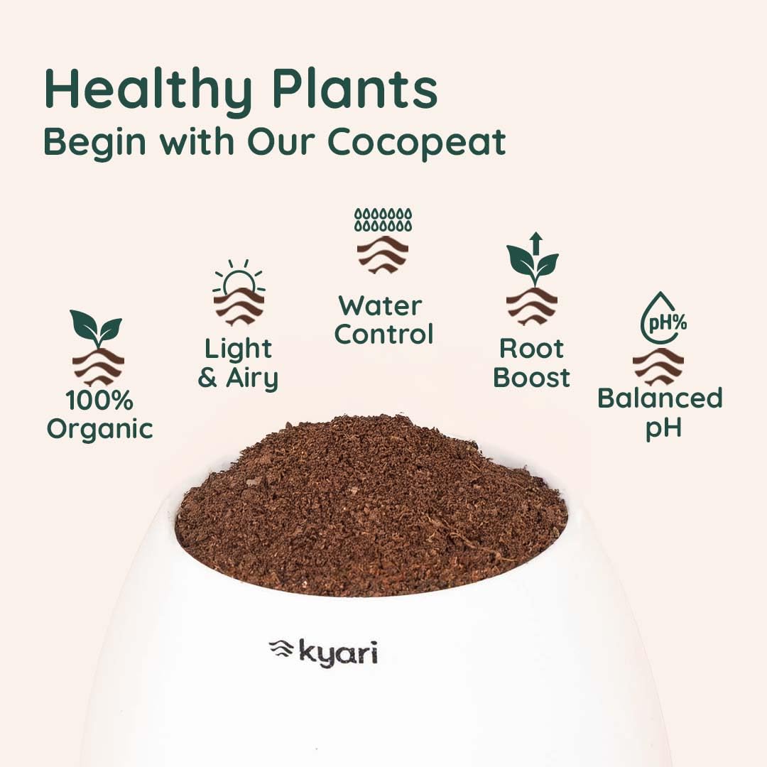 Kyari Lucky Bamboo 2 Layer Feng Shui Plant with White Self Watering Pot - Oval Pot 4 Inch - Image 4 thumbnail