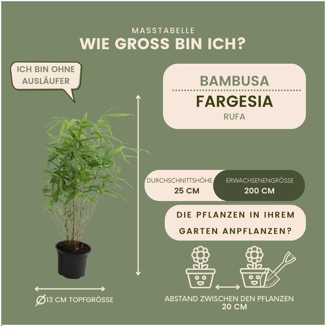 Plants by Frank | Bambus Pflanze Winterhart im Set von 6 Pflanzen | Fargesia Rufa | Gartenpflanzen | Gräser Winterhart Mehrjährig |Ø13 cm | 25 cm | Keine Wurzelausläufer