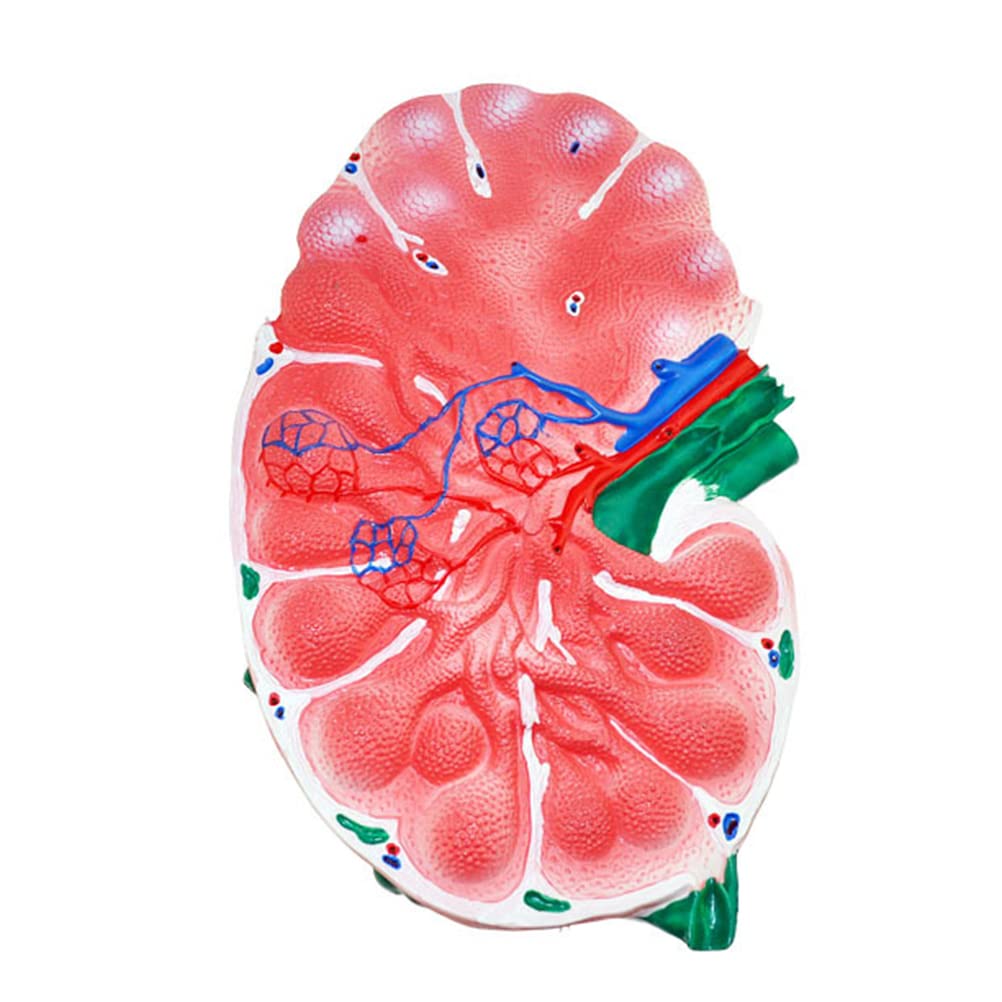 Model powiększania węzłów chłonnych, model anatomiczny narządów ludzkich, model nauczania biologii gimnazjum, materiały medyczne,