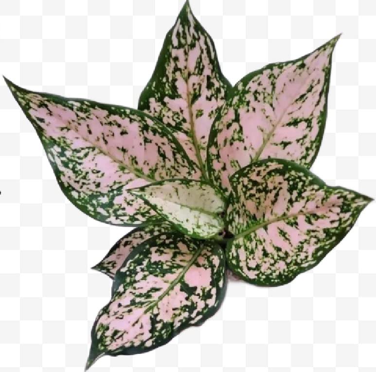 The Four Seasons Aglaonema Dud Cream Rare Natural Live Plant in Pot (B0BLBZS2FV) Amazon Price History, Amazon Price Tracker