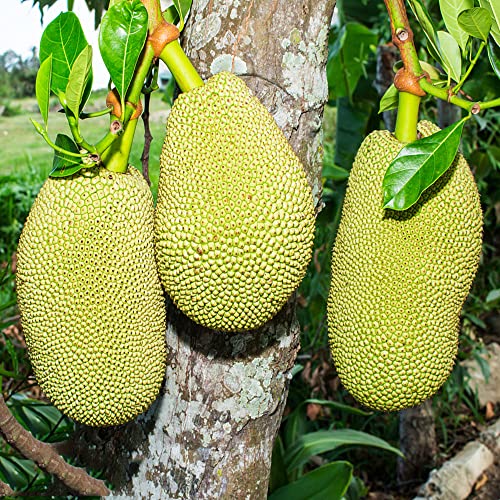 30 jaca fresca Semillas de jaca Semillas orgánicas Serie de plantas raras - Jardín Jardín Hierbas Balcón Plantas Oficina Plantas Enrejado Fruta fresca Fruta columnar Árboles