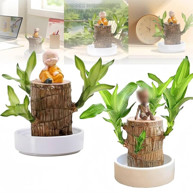 Lucky brazil wood plant with No buddha 2 Pcs With pot (B0DH6HJ46D) Amazon Price History, Amazon Price Tracker